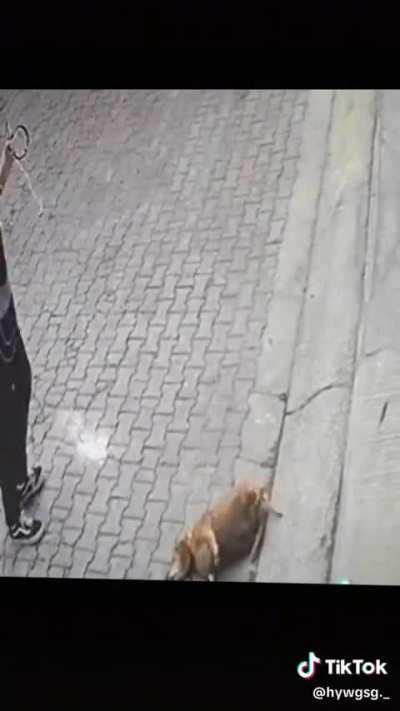 Pero salchicha gordo