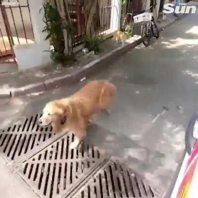 following it's owner