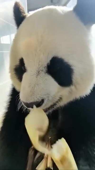 A panda a day keeps the sorrow away