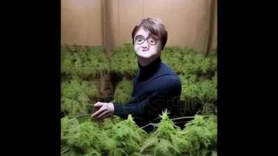 3Â° camada - Weed Potter