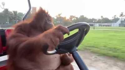 When you want higher wage and capitalist replace you with animal. Monkey will work for 5 bananas a day