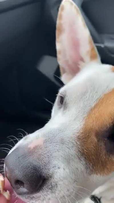 Huge ear dog monching turkey from Sub (ASMR)