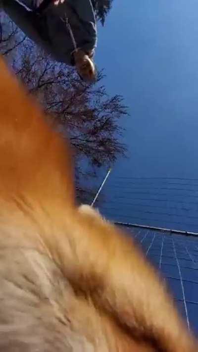 To record yourself with a fox around