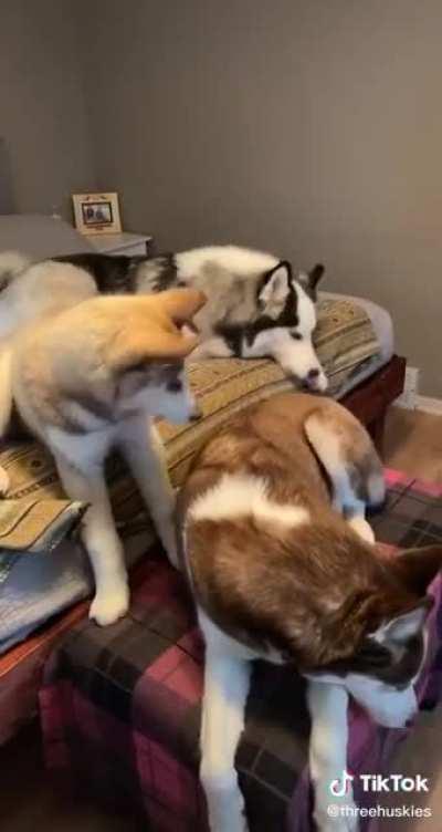 Husky discussion