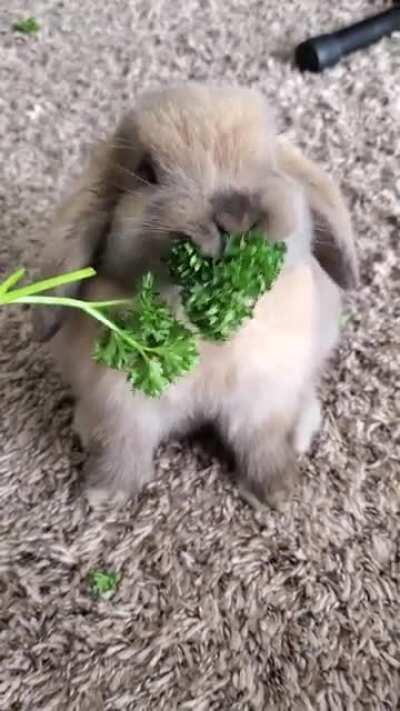 Nibbler destroying some parsley 🐰