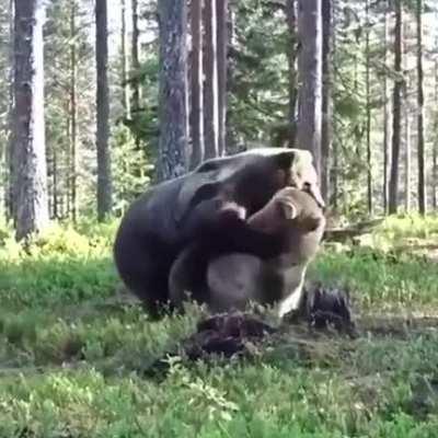 Bear fight