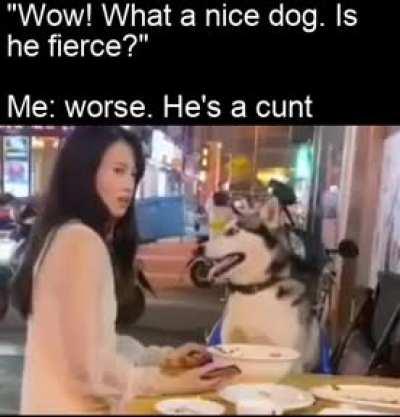 Dog owner trying to let dog eat at table like human