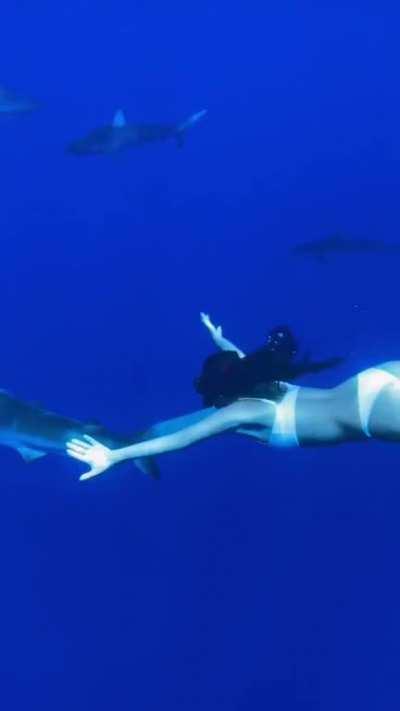 Swimming with Sharks 