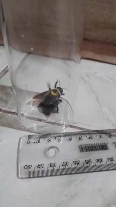 Can someone please tell me what, in the nine hells, just flew right in my face today? (Alagoas/Brazil, near the coast)