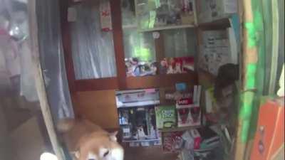 A dog who used to own a shop in Tokyo.