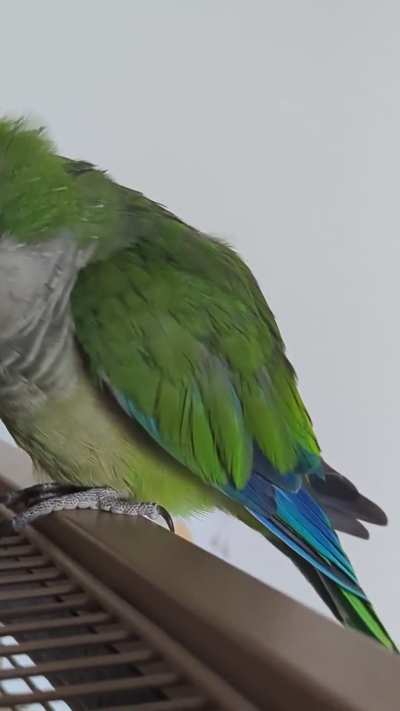 Shaking parrot, only left wing. Wait it out or vet visit?