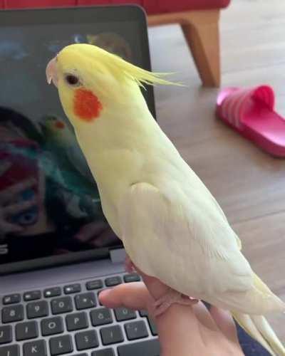 I was playing the games when my cockatiel suddenly showed up and started singing to Geralt. Looks like Jaskier has competition now!