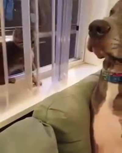 Kitten boops dog and dog's reaction is priceless