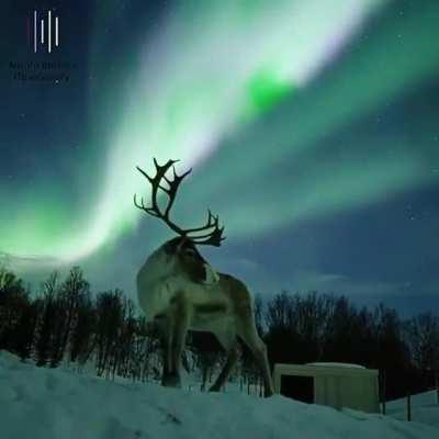 Reindeer and the Northern Lights..