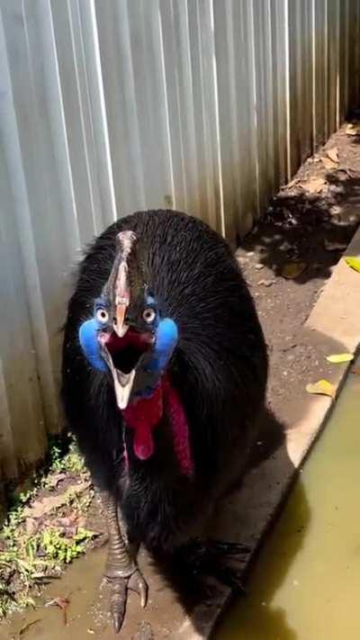 🔥 Cassowaries emit low frequency sounds to communicate in dense forests...