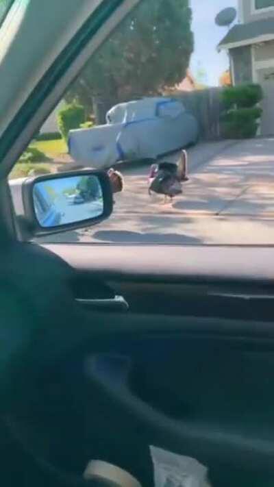 I am the turkey whisperer