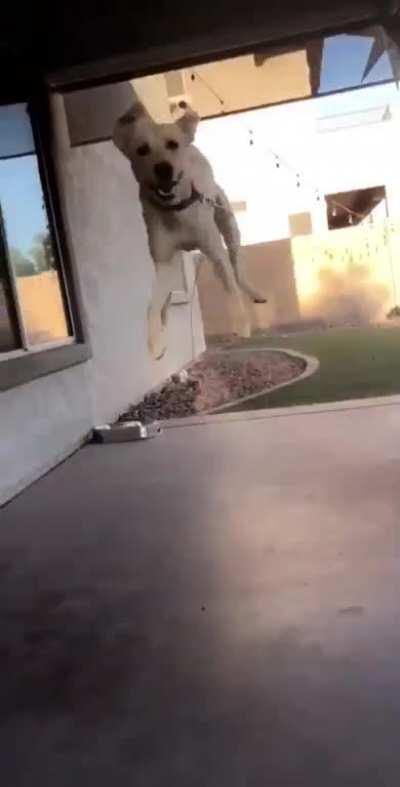 Happy to see his dogsitter.