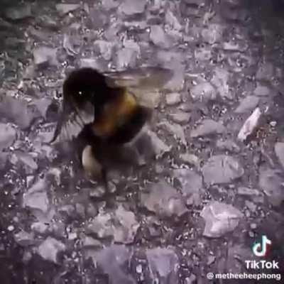 Damn the bee throwing it