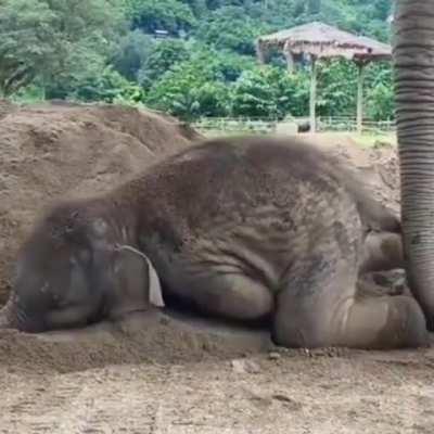 Naughty baby elephant💗🐘❤️