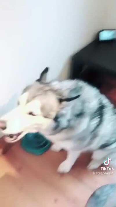 Huskies being Huskies, golden knew what was going to happen