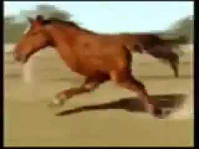 A horse walks into a bar and says: