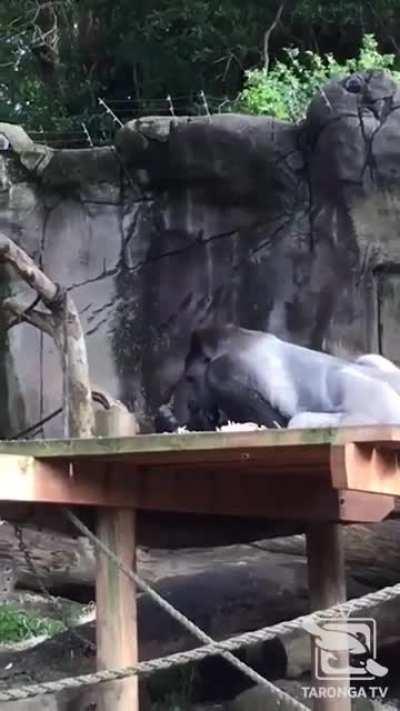 A bored baby gorilla makes his own fun