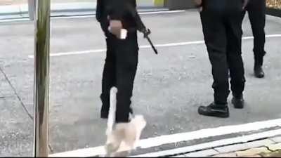 Distracting the guards so the entry team has an easier time.