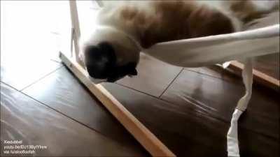 Cat learns to use a hammock