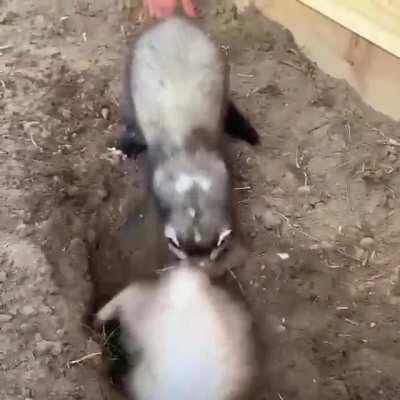 Miso hasn’t quite figured out the whole digging thing.. 😆