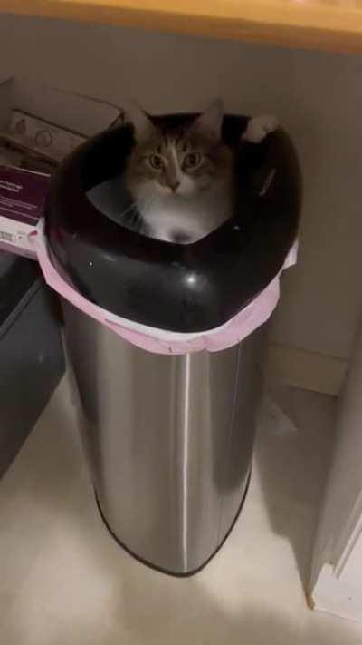 This Cat Might Need a Bath