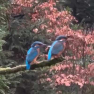 It’s not just a human problem..