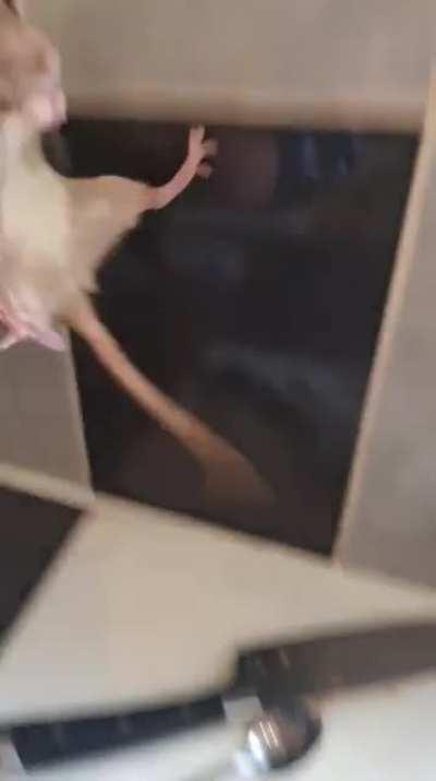 I turn my back for one minute...