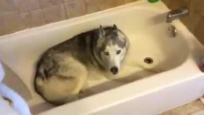 Stubborn Husky throws hilarious temper tantrum