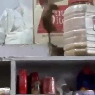 Have you ever seen real rat wrestling!