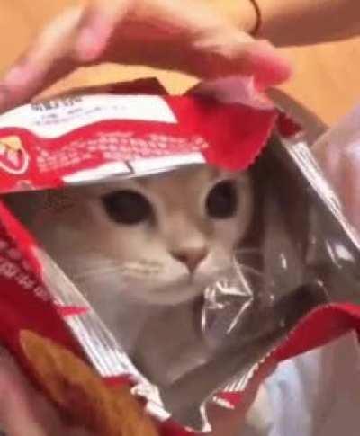 SiCk fUcK eNcLosEs pOoR KiTteN iN A bAg oF cHiPs