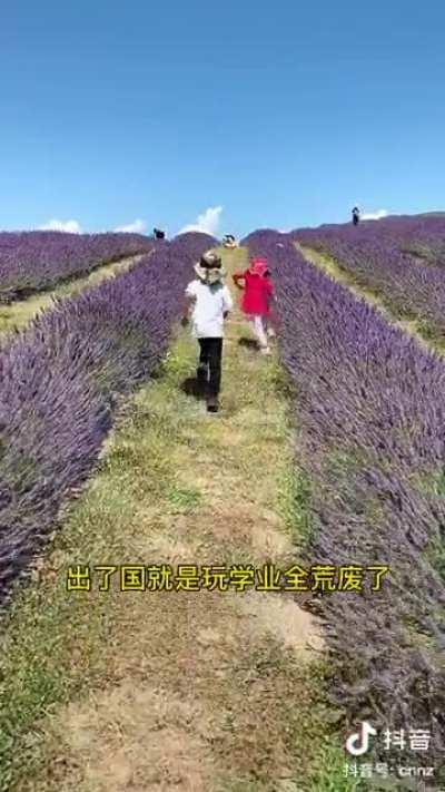 出去还想赚祖国人的钱是吧 给我回来！