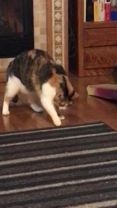 Afraid rug will tap back.