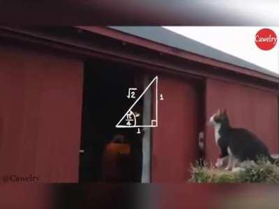 Barn Cat