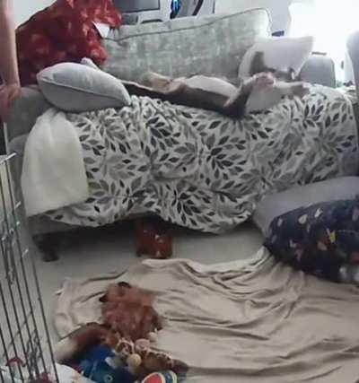 Dog suffers terrible fall. View discretion advised.