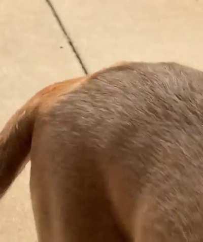 Good boy is so happy and proud of himself being able to help bring the groceries in