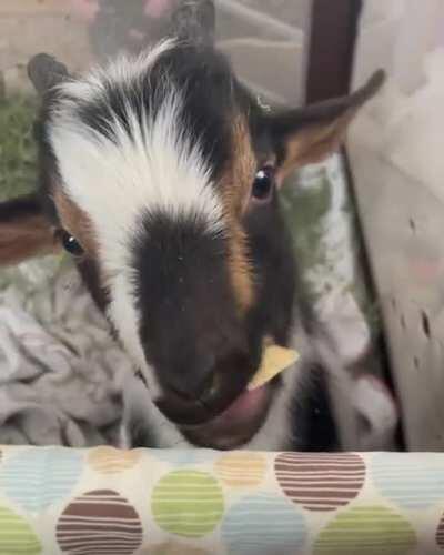 Lunch date with Patrick at Ruby Slipper Goat Rescue 🔈