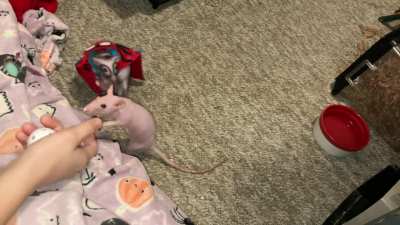 My adorable and spooky pet SpiderRAT Chickpea playing fetch in costume!