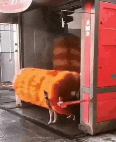 DogGO gEts sucKEd InTo A car wAsh ANd DieS