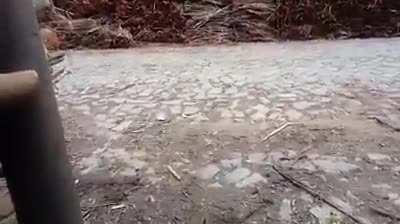 Atropelaram o cachorro, coitado