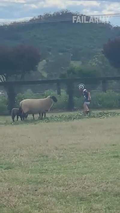 Headbutting competition with a sheep.
