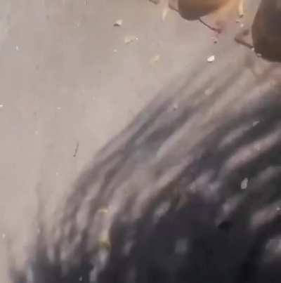 Cartel films themselves shooting up the house of former mayor in Sinaloa, Mexico