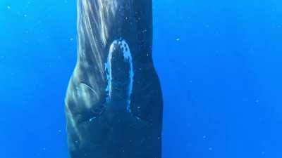Listen to this sperm whale “scan” me (OC)