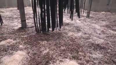 Thanks, I hate hairless chimpanzees