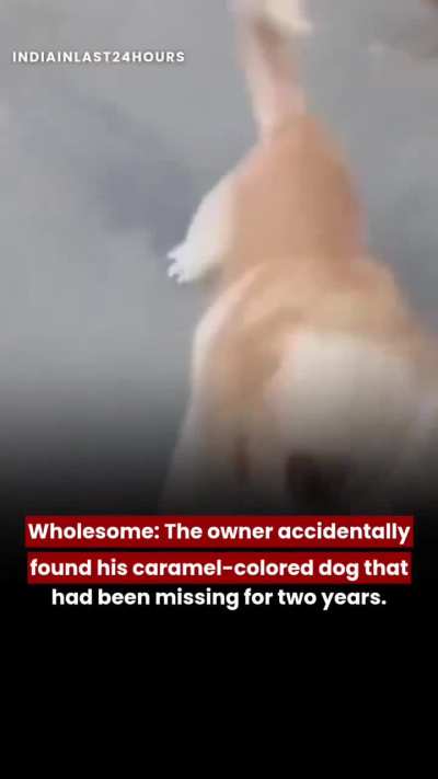 REUNION: Owner finally found his long lost pet 😭🤌