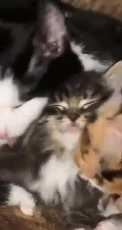 I want to be this middle kitty